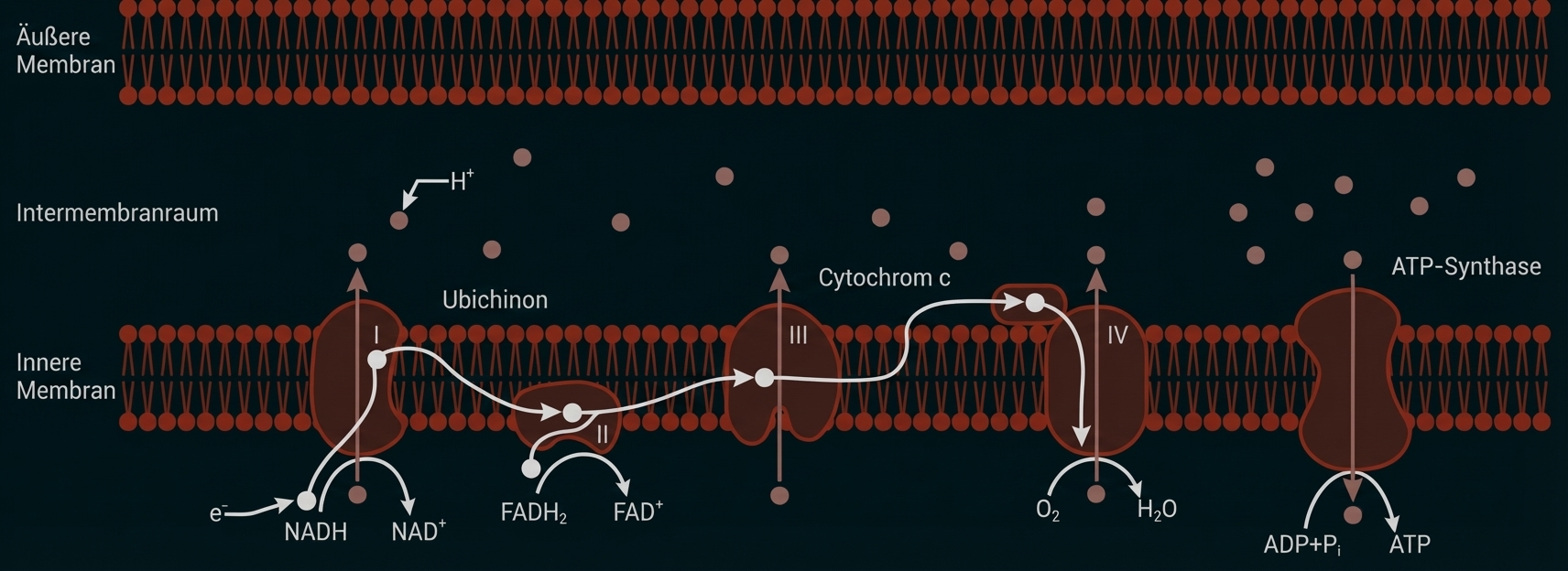 Schematische Darstellung der mitochondrialen Atmungskette mit Membranen, Elektronentransport, Protonengradient und ATP-Synthase